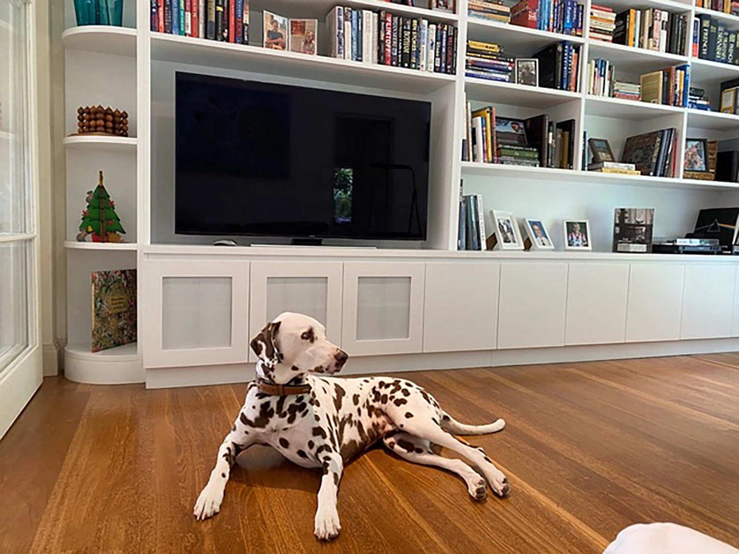 A dalmatian dog sits on the floor, gazing at a television in a cozy living room setting